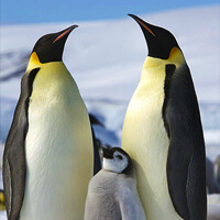 Option for avatar: emperor penguins