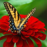 Option for Avatar: Butterfly