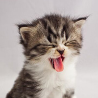 option for avatar: yawning kitten